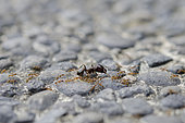 Colony of Myrmicine Ants (Carebara sp), on path, the larger ant is the same species as the smaller ones, a specialised bigger ant to defend the colony and cut up larger pieces of food. Pering, Gianyar, Bali, Indonesia