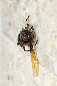 Ants (Odontoponera sp) pulling Wasp (Vespidae Family) carcass up wall. Pering, Gianyar, Bali, Indonesia