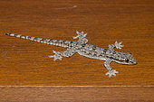 Flat-tailed House Gecko (Hemidactylus platyurus), Pering, Gianyar, Bali, Indonesia