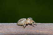 Araignée sauteuse (Burmattus pococki) femelle, Pering, Gianyar, Bali, Indonésie.