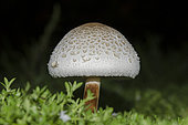 Poisonous False Parasol Mushroom (Chlorophyllum Molybdites). Pering, Gianyar, Bali, Indonesia