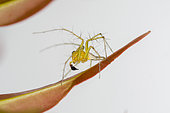 Mature male Lynx Spider (Oxyopes sp) on leaf with pedipalp used to transfer sperm to the female seminal receptacles during mating, Pering, Gianyar, Bali, Indonesia