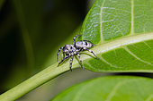 Female Jumping Spider (Cosmophasis umbratica), Pering, Gianyar, Bali, Indonesia