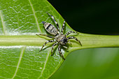 Araignée sauteuse (Cosmophasis umbratica) sur une feuille, Pering, Gianyar, Bali, Indonésie