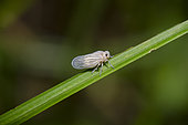 Delphacid Planthopper (Delphacidae Family) on leaf, Pering, Gianyar, Bali, Indonesia