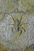 Araignée sauteuse (Phaeacius malayensis) femelle sur écorce, Pering, Gianyar, Bali, Indonésie