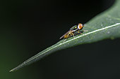 Soldierfly (Microchrysa sp) on leaf, Pering, Gianyar, Bali, Indonesia