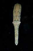 Cornetfish (Fistularia commersonii), night dive, Maulana Hotel dive site, Banda Neira, Banda Sea, Indonesia
