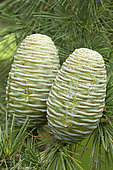 Himalayan cedar (Cedrus deodara), cones