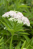 Danewort (Sambucus ebulus) flowers