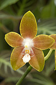 Orchid (Phalaenopsis venosa) flwoer