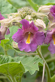 Purple-flowered Devil's-claw (Proboscidea louisianica)