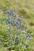 Pyrenean Eryngo (Eryngium bourgatii) flowers, Pyrenees, farnce