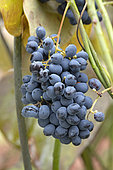 Chinese moonseed (Sinomenium acutum), fruits