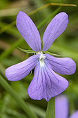 Horned pansy (Viola cornuta) flower,, Pyrenees, France