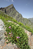 Alpine clover (Trifolium alpinum), Bagnères-de-Bigorre, Pas de Bouc, Hautes-Pyrénées, France