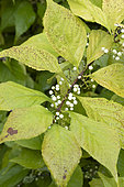 White japanese beautyberry (Callicarpa japonica) 'Leucocarpa'