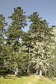 Silver fir (Abies alba) covered with lichens, Marcadau valley, Cauterets, Hautes-Pyrénées, France