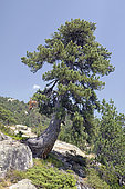 Mountain pine (Pinus uncinata), Marcadau valley, Cauterets, Hautes-Pyrénées, France