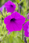 Violet Petunia (Petunia integrifolia). Syn.: Petunia violacea
