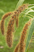 Foxtail millet (Setaria italica)
