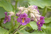 Purple-flowered Devil's-claw (Proboscidea louisianica)