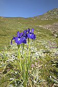 Pyrenean iris (Iris latifolia), Sers, Hautes-Pyrénées, France