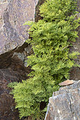 Parsley fern (Cryptogramma crispa), Sers, Hautes-Pyrénées, France