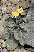 Hawk's-beard (Crepis pygmaea) in bloom