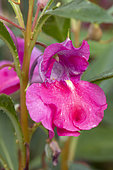 Garden balsam (Impatiens balsamina), flower
