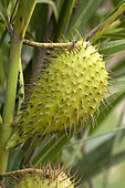 Wild cotton (Gomphocarpus fruticosus), fruit