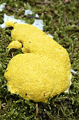 Scrambled egg slime (Fuligo septica) in a forest, Bas-Rhin, Alsace, France
