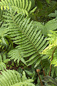 Chilean hard fern (Blechnum cordatum). Syn.: Blechnum chilense