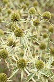 Field eryngo (Eryngium campestre)