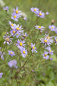 European Michaelmas daisy (Aster amellus), Obernai, Bas-Rhin, Alsace, France
