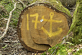 Common oak (Quercus robur) marked with an anchor for shipbuilding, Cranou forest, Hanvec, Finistère, France