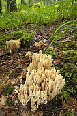 Upright coral fungus (Ramaria stricta) in the undergrowth, Bas-Rhin, Alsace, France