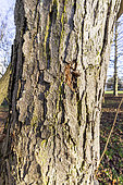Chinese filbert (Corylus chinensis), bark