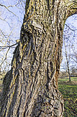 Broad Nut (Platycarya strobilacea), trunk