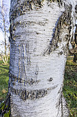 Silver Birch (Betula pendula) 'Dalecarlica'