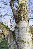 Birch (Betula forrestii) trunk