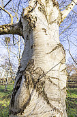 Downy Birch (Betula pubescens) trunk