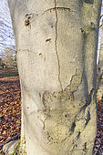 European Beech (Fagus sylvatica) 'Purpurea', bark