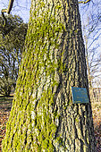 Sessile Oak (Quercus petraea) trunk