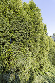 Anglojap yew (Taxus x media) 'Stait Hedge'