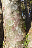 Lacebark Pine (Pinus bungeana), bark