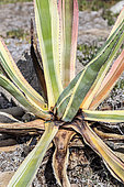 Century Plant (Agave americana) attacked by the Agave Weevil (Scyphophorus acupunctatus).