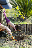 Woman planting a citrus fruit in the ground. Planting a young yuzu.