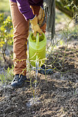 Planting of a defensive thorny hedge, in garden lemon tree (Poncirus trifoliata). Watering of the young hedge in place.