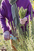 Woman harvesting and pruning Rosemary (Rosmarinus officinalis)